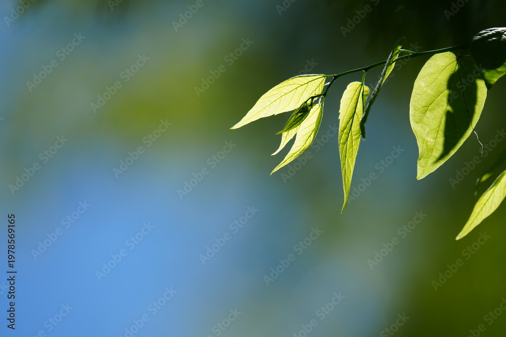 Obraz premium Green Leaves and Branches