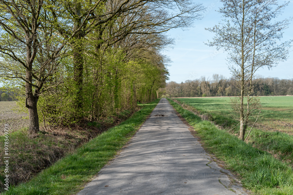 Fototapeta premium Country road winding through green fields and trees