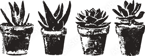 four potted succulents with textured leaves in rustic clay pots, black and white botanical illustration