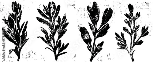 hand drawn black silhouette of herbs botanical sketch set with leaves branches