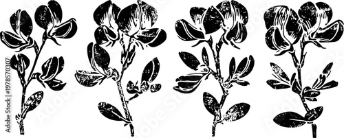 vintage botanical illustration of four distinct herb branches with leaves and buds in black ink