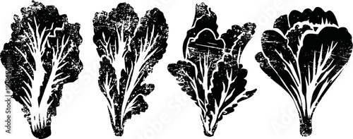 Four different types of lettuce leaves black silhouette isolated on white background
