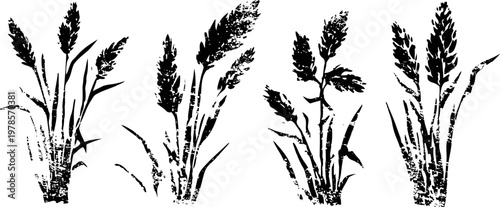 set of black ink wheat illustrations four isolated hand drawn wheat stalks with leaves