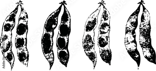 black and white illustration of four pea pods with seeds inside, vintage botanical