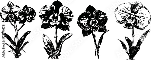 vintage black and white orchid illustrations floral botanical drawings of various orchid flowers and leaves
