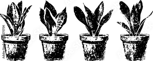 Four potted snake plants in textured pots, black and white grunge texture illustration