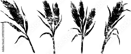 Black and white wheat ears silhouettes natural cereal crop, agricultural grain elements collection set