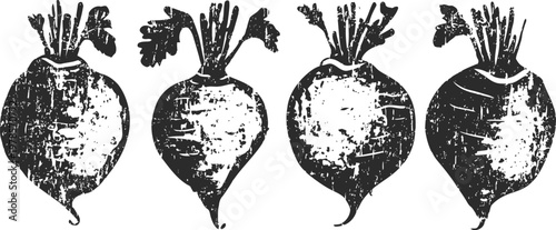 Vintage black and white beetroot illustrations with leaves retro vegetable garden root food drawings