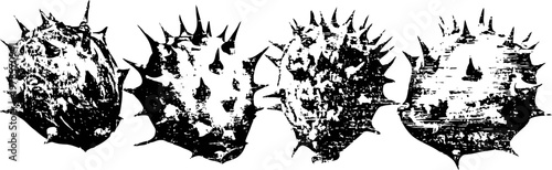 four monochrome sea cucumbers with spiky textures isolated on white background