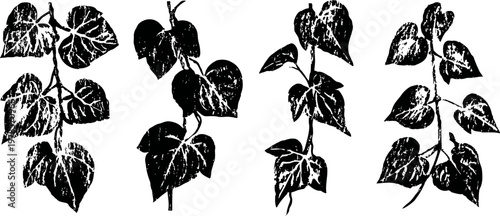 Black and white hand drawn illustration of four ivy vine branches with leaves in vintage botanical