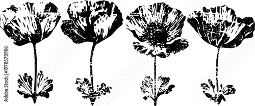 black and white poppy flowers illustration with detailed petals and leaves in a row