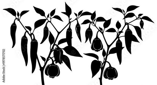 Chili Pepper Types Vector with Long Small and Bell Variants