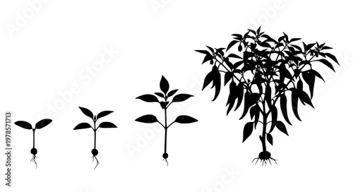 Chili Plant Growth Stages Vector from Seedling to Mature Pepper Plant