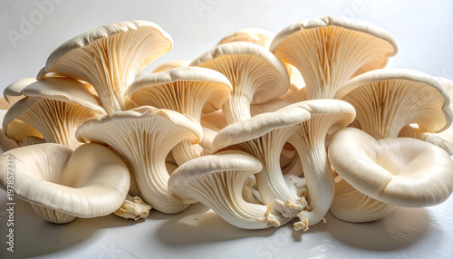 Freshly Harvested Oyster Mushrooms on a White Background.