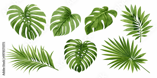 Collection of vibrant tropical monstera and palm leaves on white background