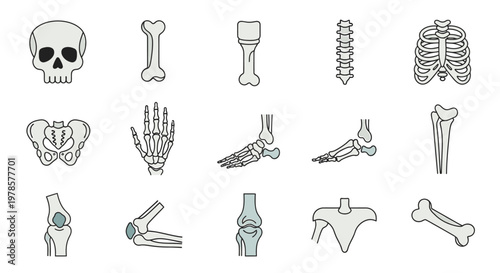 Human skeleton body parts bones.