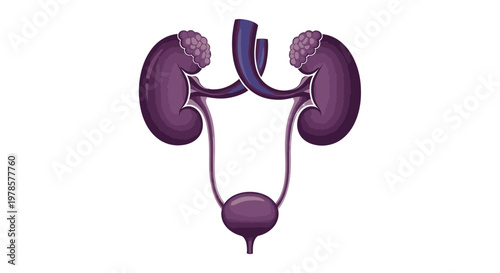 Human urinary system organs illustration.