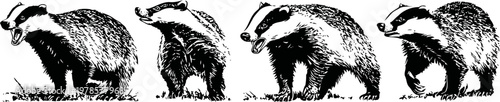 set of hand drawn badgers in various walking and standing poses, black and white animal illustration