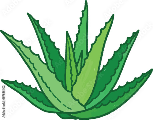 A vibrant aloe vera plant is depicted against a white and black striped background. The plant showcases its spiky, green leaves, forming a rosette shape.