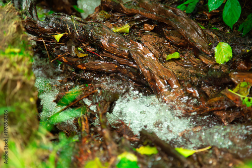Forest stream flowing over wet tree roots and green moss with fresh leaves in natural woodland environment