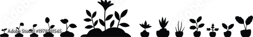 Plant growth stages silhouette from seed to mature plant, gardening and agriculture concept, potted plants and sprouts isolated on white background illustration