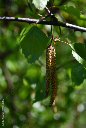 I fiori delle betulle, in primavera si allungano a formare rigogliose spighe.
