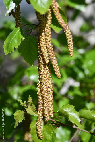 I fiori delle betulle, in primavera si allungano a formare rigogliose spighe.
