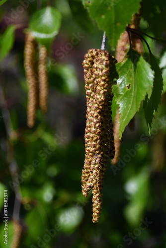 I fiori delle betulle, in primavera si allungano a formare rigogliose spighe.