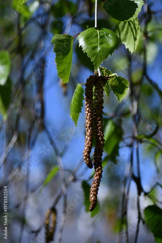 I fiori delle betulle, in primavera si allungano a formare rigogliose spighe.
