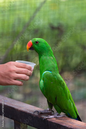 eclectus parrot drinks milk