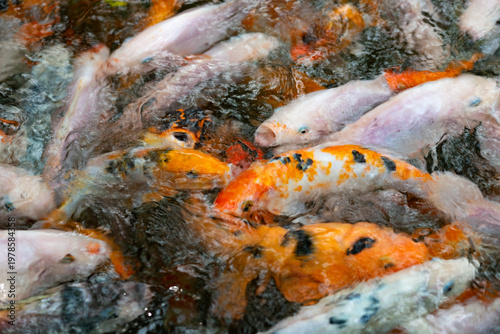 many carp fish popple in pond