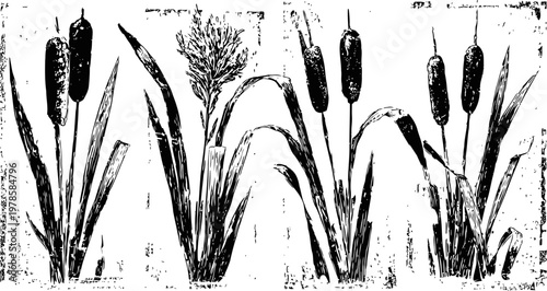 cattail plants sketch reed grass with long leaves and cylindrical brown flower spikes in natural wetland scene