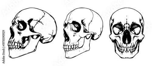 Skull set with hand-drawn organic illustration on white background featuring nasal cavity, skeletal anatomy, medical detailing with anatomical and artistic