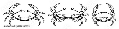 Crab gill structure set with rough sketchy art featuring crab anatomy, gill details, marine biology with white background and illustration