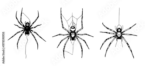 Spider web set with hand-inked line art drawing featuring spinnerets, silk, threads with cobweb and insect trap
