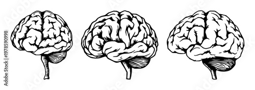 Brain neuron set with rough sketchy art featuring human brain, neuron, nerve cell with white background and line stylized drawing