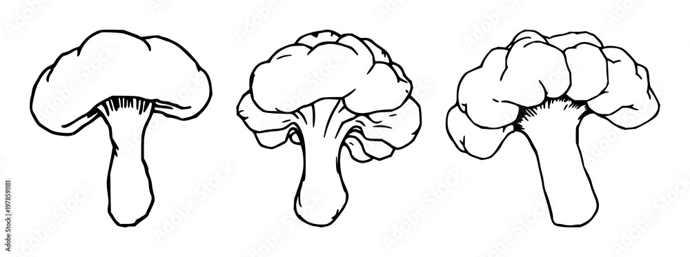 Fototapeta premium Bread mold set with hand-drawn line art and white background featuring rhizopus, fungi, illustrations with biology and microscopy