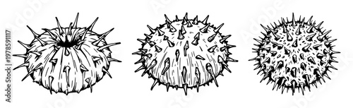Sea urchin spine set with rough sketchy texture on a white background featuring marine, algae, pattern with fish and coral