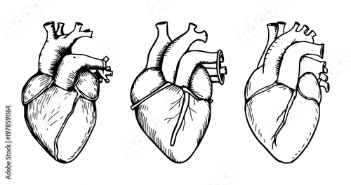 Heart valve set with hand-inked organic detail featuring medical illustration, anatomy, cardiovascular design with precision and realism