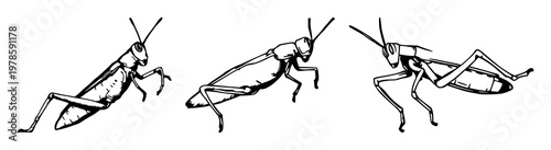 Grasshopper set with rough sketchy art featuring jumping leg, insect, locust with wildlife and nature