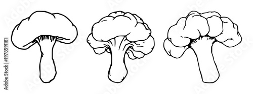 Bread mold set with hand-drawn line art and white background featuring rhizopus, fungi, illustrations with biology and microscopy