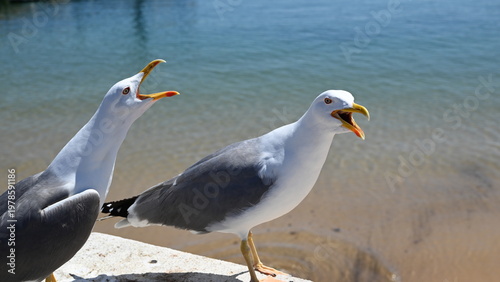 two seagulls on the beach