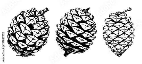 Pinecone scale set with sketchy line art drawing featuring natural patterns, organic textures, biological shapes with botanical details and intricate forms