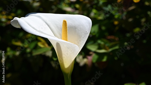 white calla lily