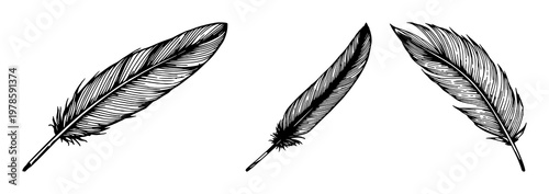 Feather barbule set with sketchy black ink detail on white background featuring feather, barbule, black ink, line art with illustration and design