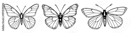 Butterfly proboscis set with hand‑drawn line art detail featuring insect anatomy, wings, scientific illustration with biology and entomology