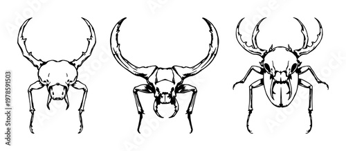Stag beetle set with hand-inked line art of mandibles and head featuring insect anatomy, beetle illustration, black ink with white background and line art