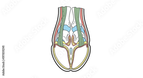 Anatomical Illustration of Human Nose.