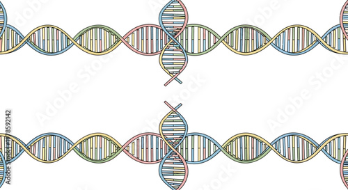 DNA Double Helix Structure Model.