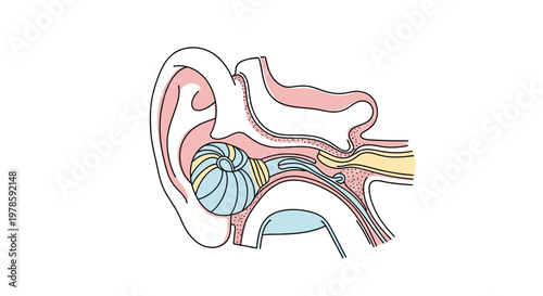Human Ear Anatomy Cross Section Diagram.
